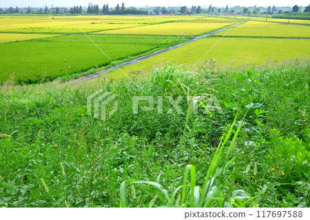 Golden rice fields: rural scenery during harvest season, Saitama City 117697588