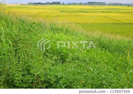 Golden rice fields: rural scenery during harvest season, Saitama City 117697589