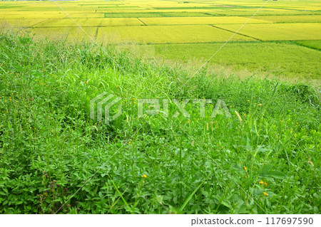 Golden rice fields: rural scenery during harvest season, Saitama City Golden rice fields: rural scenery during harvest season, Saitama City 117697590