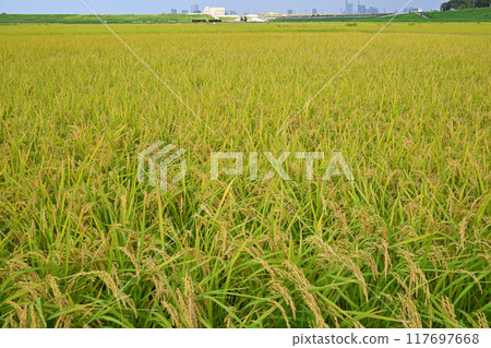 埼玉市等待收割的金色稻田 埼玉市等待收割的金色稻田 117697668
