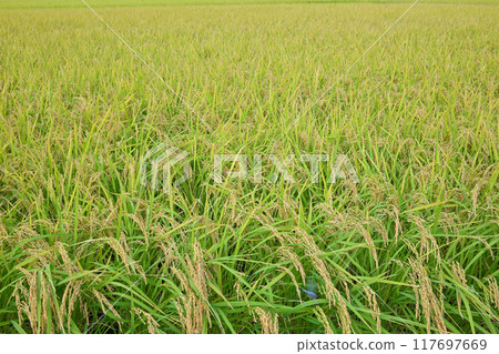 埼玉市等待收割的金色稻田 埼玉市等待收割的金色稻田 117697669