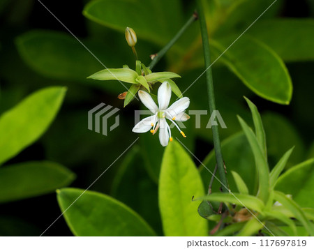 Spider plant Spider plant 117697819