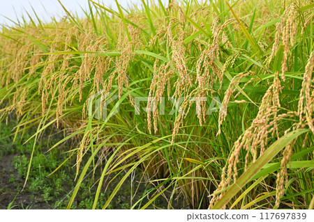 Lush golden ears of rice in a rice field waiting to be harvested, Saitama City 117697839