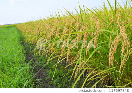 高大的金穗稻穗,等待收割的稻田,埼玉市 高大的金穗稻穗,等待收割的稻田,埼玉市 117697848