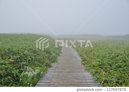 朦朧的樹路徑 117697878