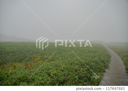 朦朧的樹路徑 117697881