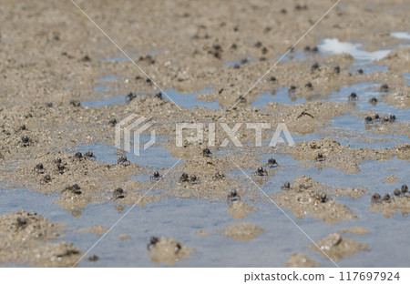 石永海岸 紅樹林 南喜月蟹 117697924