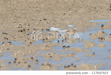 Mangrove forest at Isonagata Beach, Okinawa 117697925