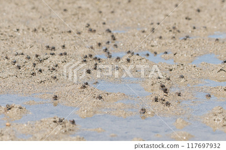 Mangrove forest at Isonagata Beach, Okinawa 117697932