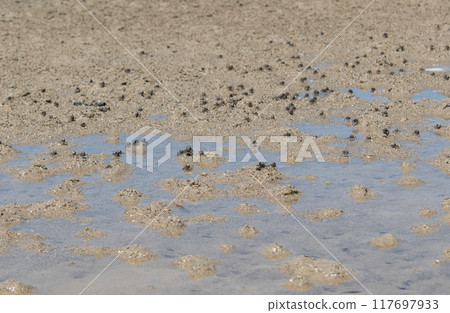 Mangrove forest at Isonagata Beach, Okinawa 117697933