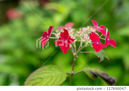 A deep red hydrangea blooming quietly in full bloom A deep red hydrangea blooming quietly in full bloom 117698047