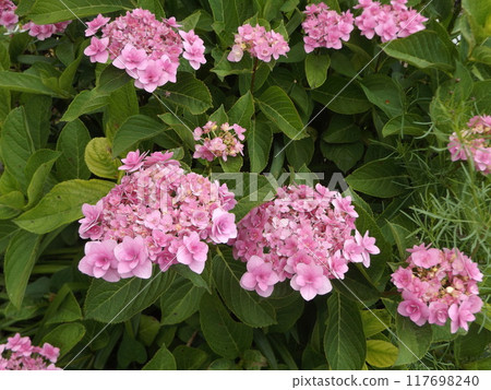 粉紅色的繡球花很漂亮。 117698240