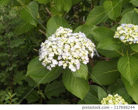 Sky-blue and cream-colored hydrangeas at Kojima Flower Garden 117698244
