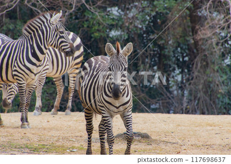 A group of zebras A group of zebras 117698637