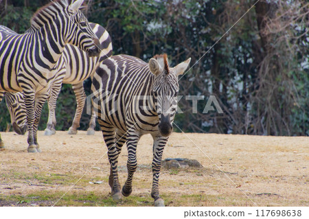 A group of zebras A group of zebras 117698638