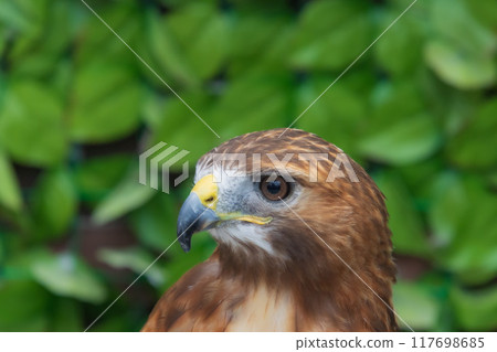 霍克的臉 117698685