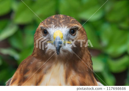 霍克的臉 117698686