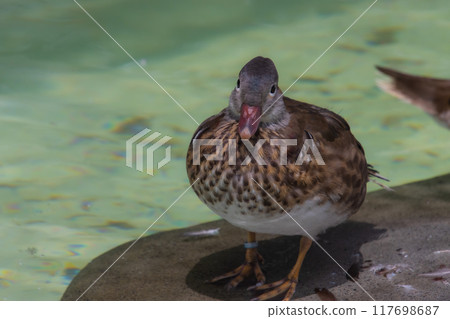 水鴨鴨 117698687