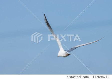 The day when the seagull flew The day when the seagull flew 117698719