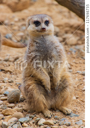 meerkat meerkat 117698735