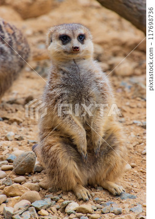 meerkat meerkat 117698736