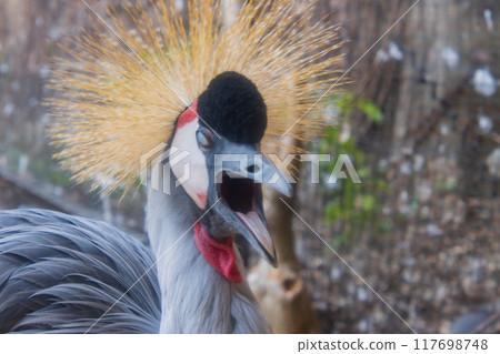 White-crowned crane White-crowned crane 117698748