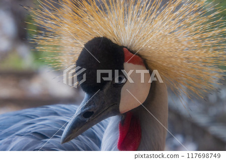White-crowned crane White-crowned crane 117698749