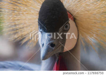 White-crowned crane White-crowned crane 117698750