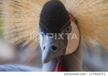 White-crowned crane White-crowned crane 117698751