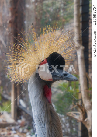 White-crowned crane White-crowned crane 117698754