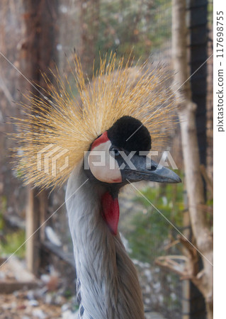 White-crowned crane White-crowned crane 117698755