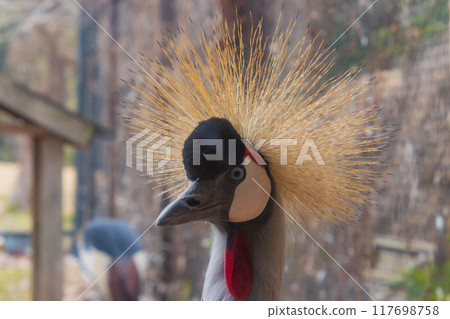 白冠鶴 白冠鶴 117698758