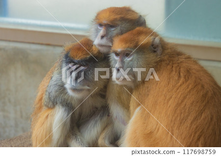 三隻帕塔猴 117698759