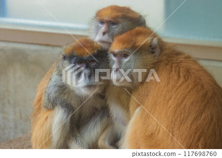 Three Patas Monkeys Three Patas Monkeys 117698760