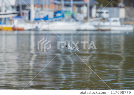 海鷗飛翔的那一天 海鷗飛翔的那一天 117698779