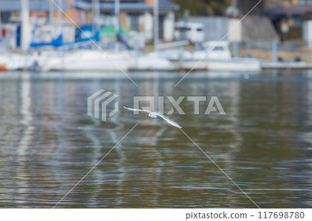 海鷗飛翔的那一天 海鷗飛翔的那一天 117698780