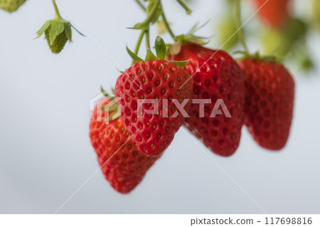 草莓味 草莓味 117698816