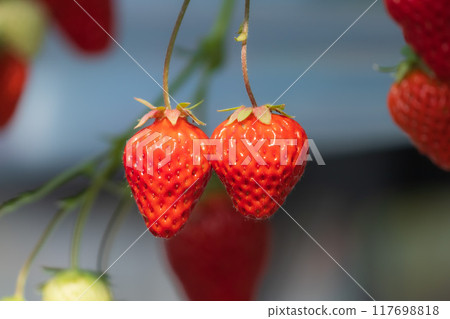 草莓味 草莓味 117698818