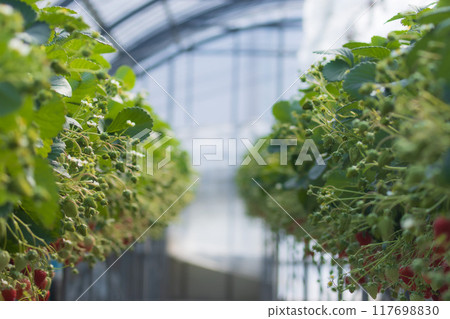 Strawberry cultivation Strawberry cultivation 117698830