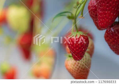 給草莓著色 給草莓著色 117698833