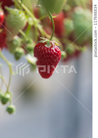 給草莓著色 給草莓著色 117698834
