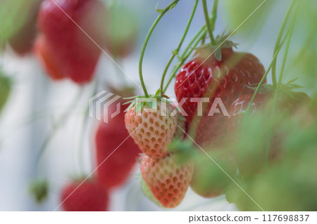 給草莓著色 117698837