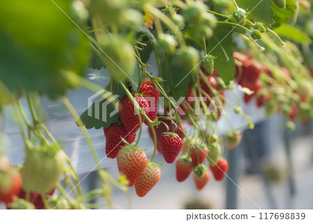 Colored strawberries 117698839