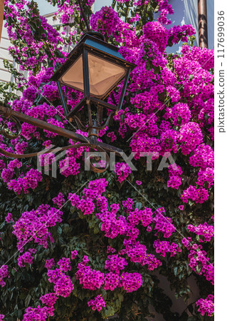 A beautiful bush of purple crimson flowers near the house Vrsar Croatia 08.07.24 117699036