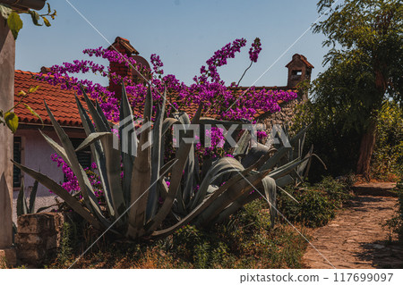 A small street on the Adriatic coast in the old town of Vrsar Croatia 08.07.24 A small street on the Adriatic coast in the old town of Vrsar Croatia 08.07.24 117699097