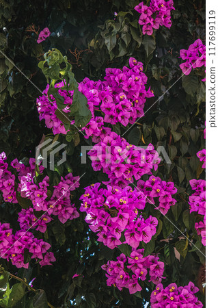 A beautiful bush of purple crimson flowers near the house Vrsar Croatia 08.07.24 117699119