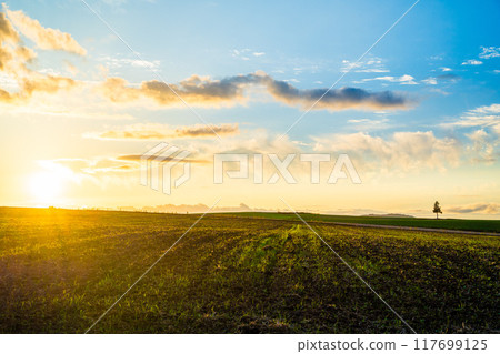 [北海道/美瑛]夏季拼湊之路 117699125