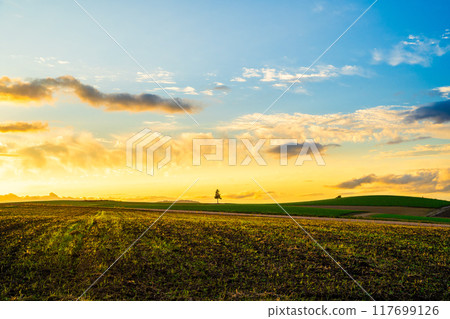 [北海道/美瑛]夏季拼湊之路 117699126