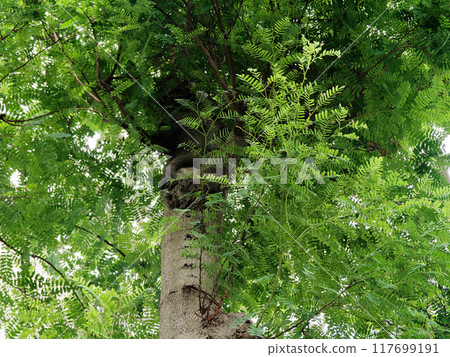 Native to tropical Africa, tamarind Native to tropical Africa, tamarind 117699191