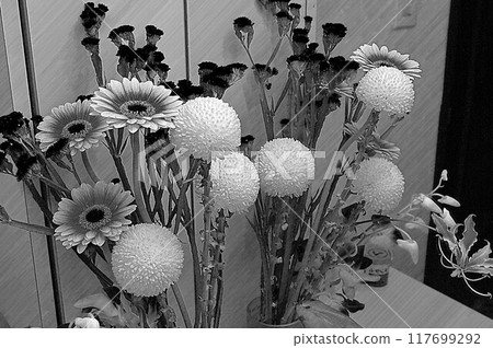 Monochrome Pastel image CG image Ping Pong Chrysanthemum Gerbera Hanasta 117699292